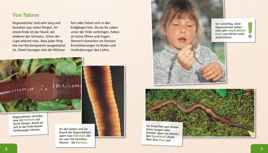 Weitere Ansicht: Meine große Tierbibliothek: Der Regenwurm | Valérie Tracqui