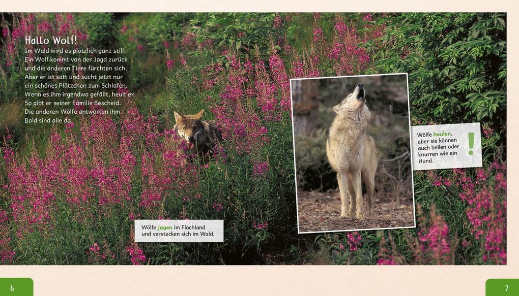 Weitere Ansicht: Meine große Tierbibliothek: Der Wolf | Christian Havard