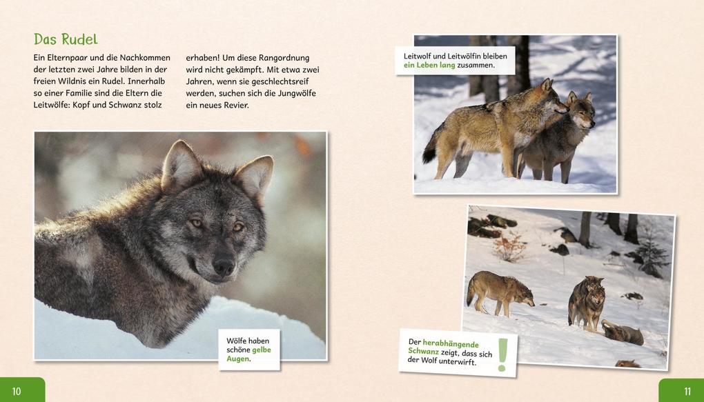 Weitere Ansicht: Meine große Tierbibliothek: Der Wolf | Christian Havard
