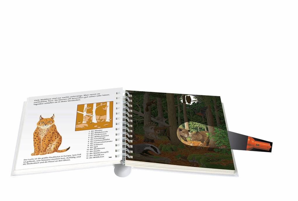 Weitere Ansicht: Tief im Wald