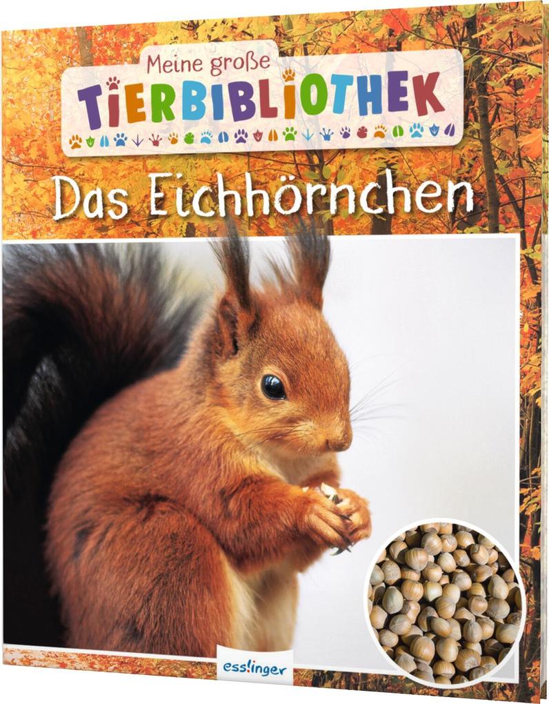 Produktbild: Meine große Tierbibliothek: Das Eichhörnchen | Stéphanie Ledu-Frattini