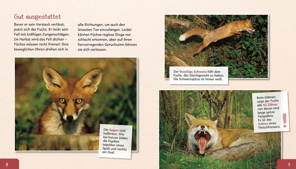 Weitere Ansicht: Meine große Tierbibliothek: Der Fuchs | Christian Havard