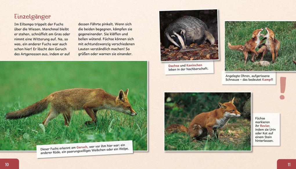 Weitere Ansicht: Meine große Tierbibliothek: Der Fuchs | Christian Havard