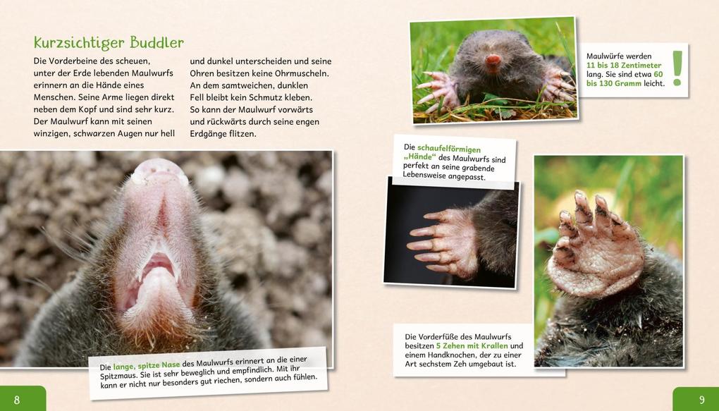 Weitere Ansicht: Meine große Tierbibliothek: Der Maulwurf | Jens Poschadel