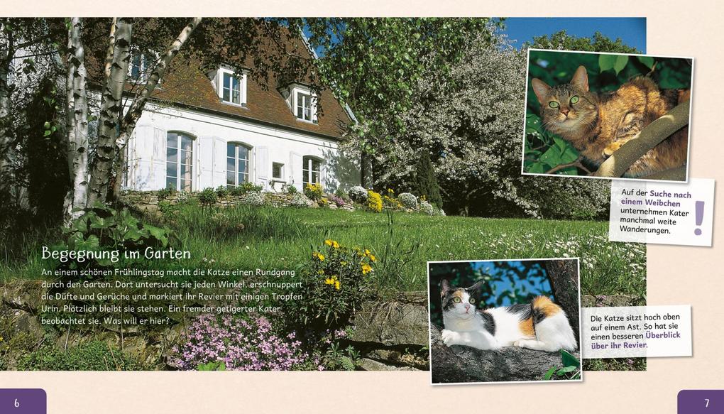 Weitere Ansicht: Meine große Tierbibliothek: Die Katze | Stéphanie Ledu-Frattini