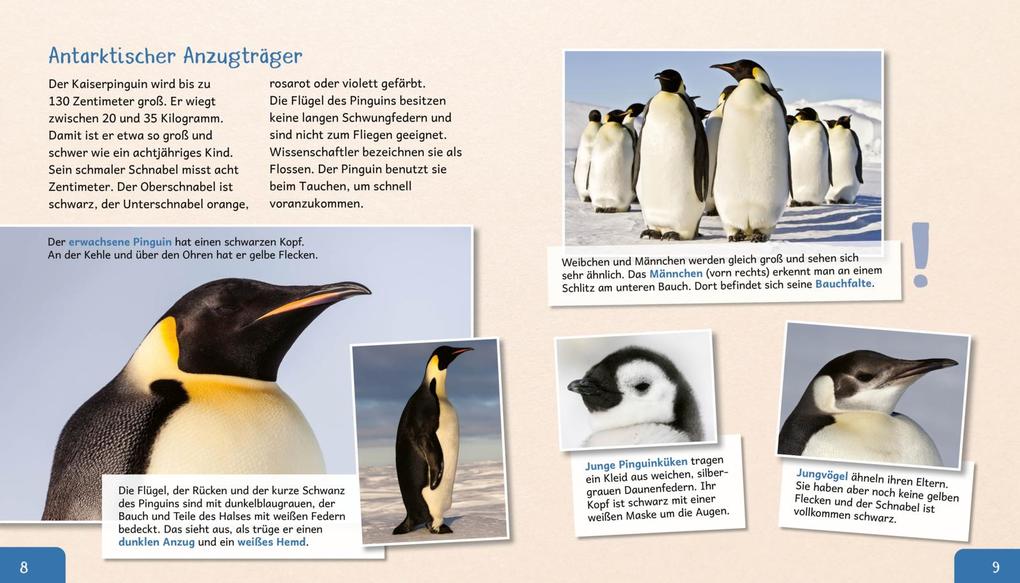 Weitere Ansicht: Meine große Tierbibliothek: Der Pinguin | Jens Poschadel