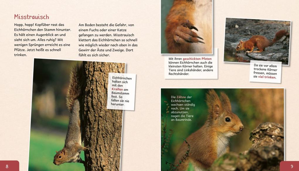 Weitere Ansicht: Meine große Tierbibliothek: Das Eichhörnchen | Stéphanie Ledu-Frattini