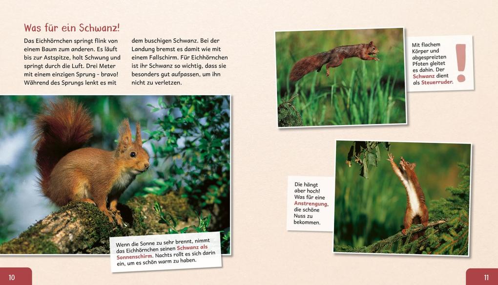 Weitere Ansicht: Meine große Tierbibliothek: Das Eichhörnchen | Stéphanie Ledu-Frattini