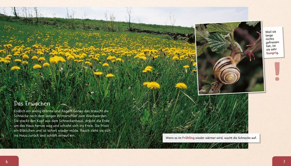 Weitere Ansicht: Meine große Tierbibliothek: Die Schnecke | Paul Starosta