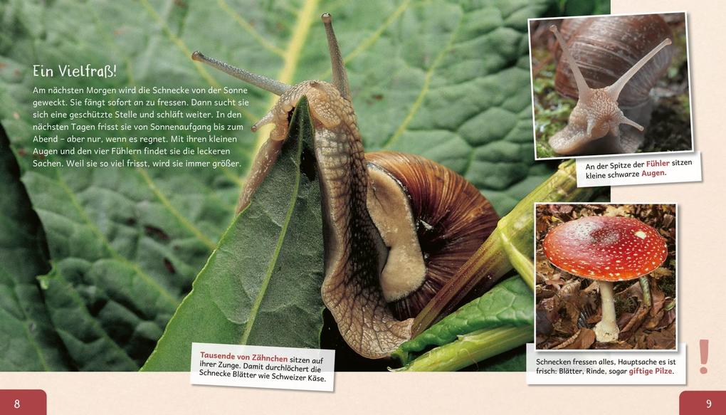 Weitere Ansicht: Meine große Tierbibliothek: Die Schnecke | Paul Starosta