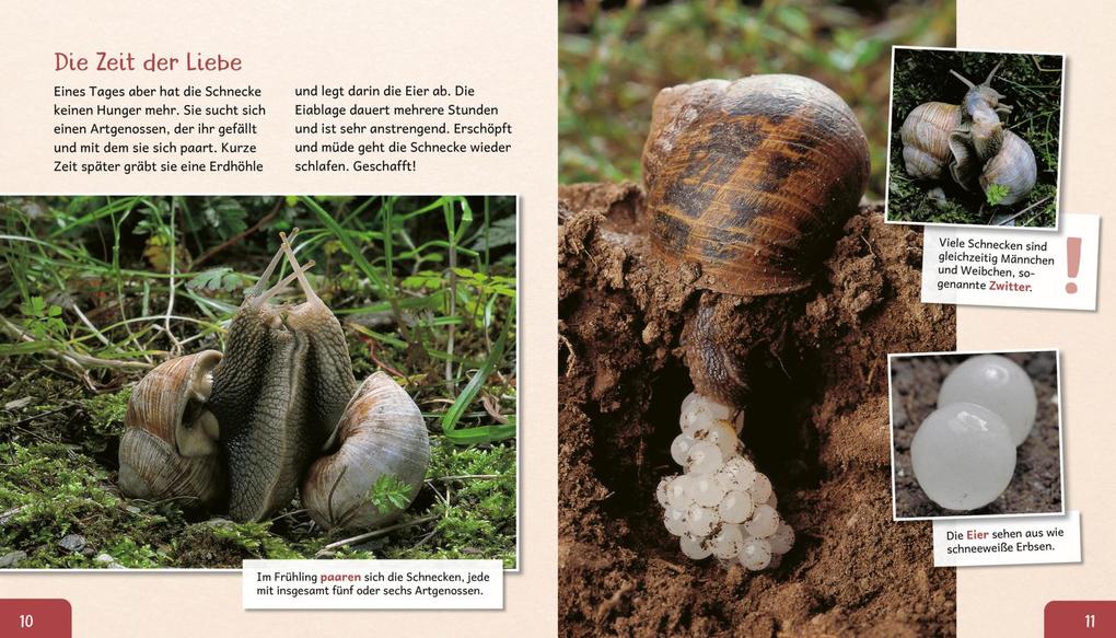 Weitere Ansicht: Meine große Tierbibliothek: Die Schnecke | Paul Starosta