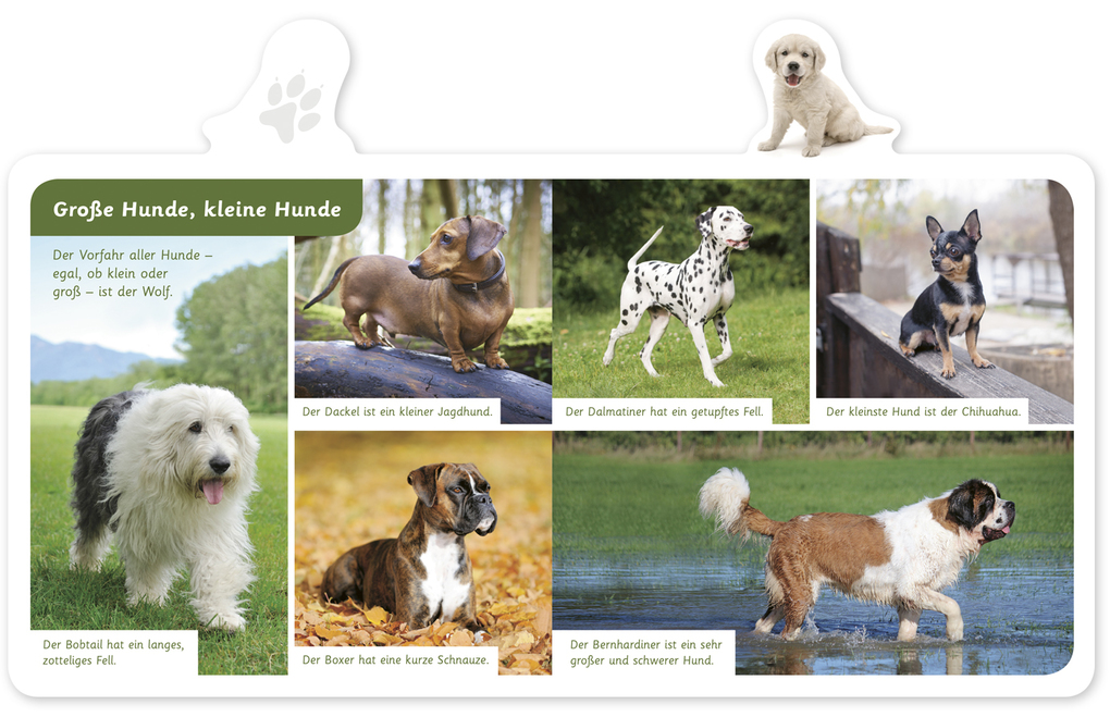 Weitere Ansicht: Mein kleines Tier-Lexikon - Der Hund | Hannah Kastenhuber
