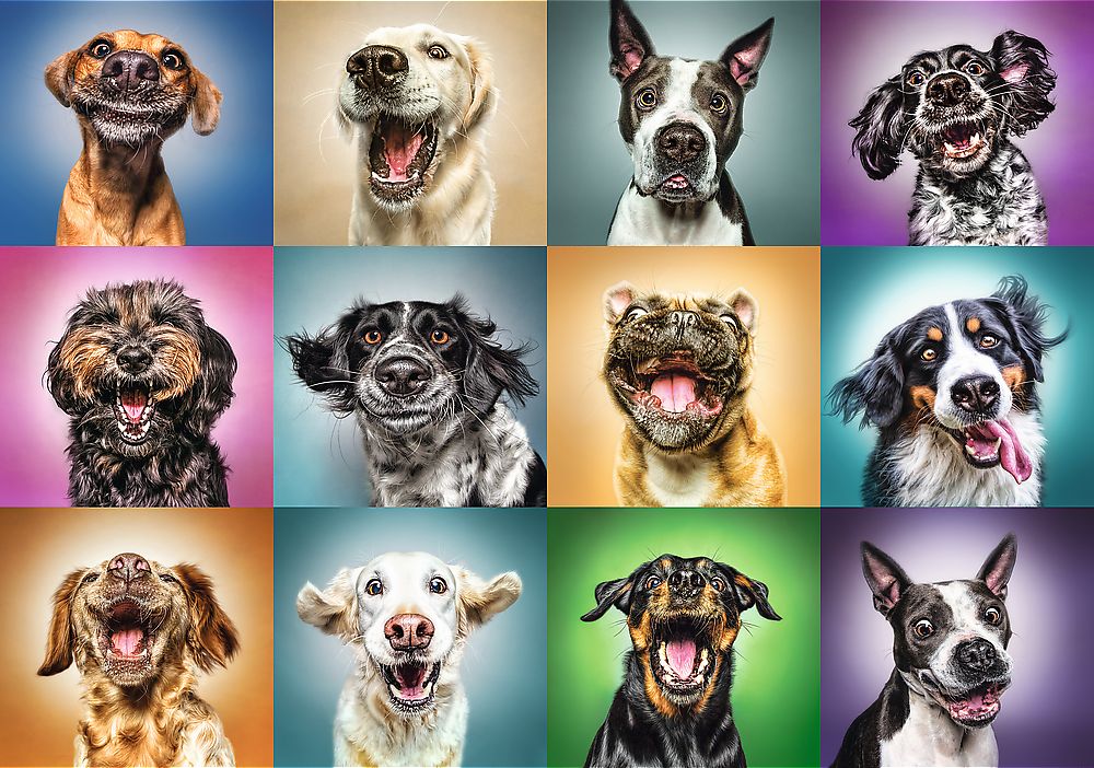 Weitere Ansicht: Puzzles - "1000" - Lustige Hunde Porträts