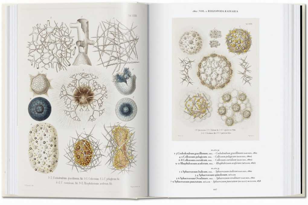 Weitere Ansicht: Ernst Haeckel | Rainer Willmann, Julia Voss