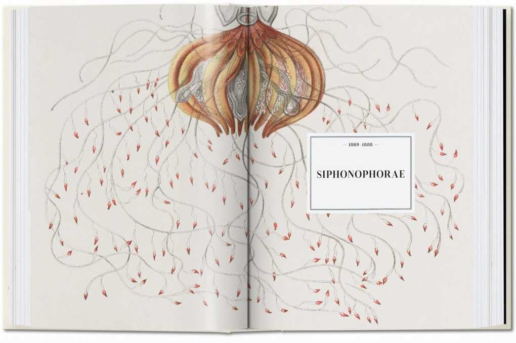 Weitere Ansicht: Ernst Haeckel | Rainer Willmann, Julia Voss