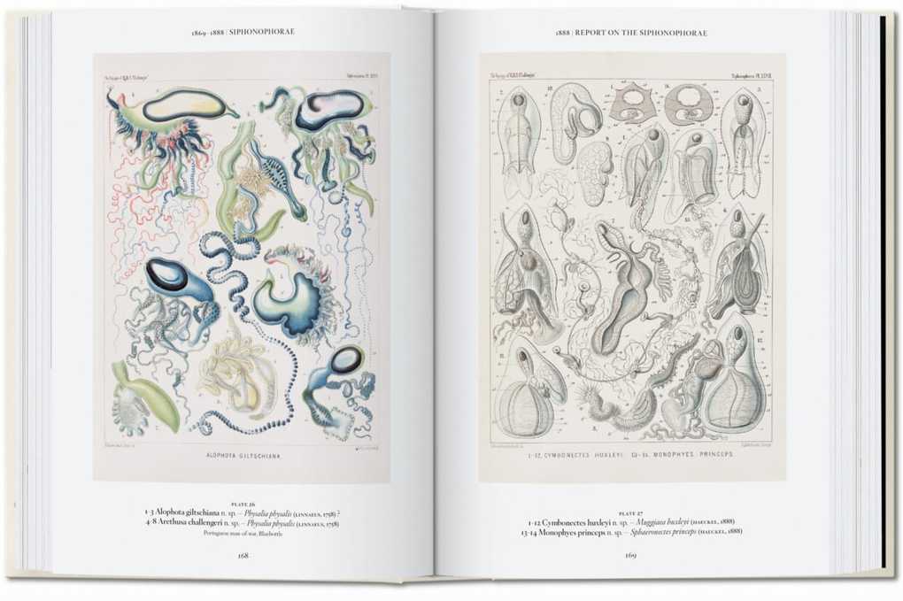 Weitere Ansicht: Ernst Haeckel | Rainer Willmann, Julia Voss