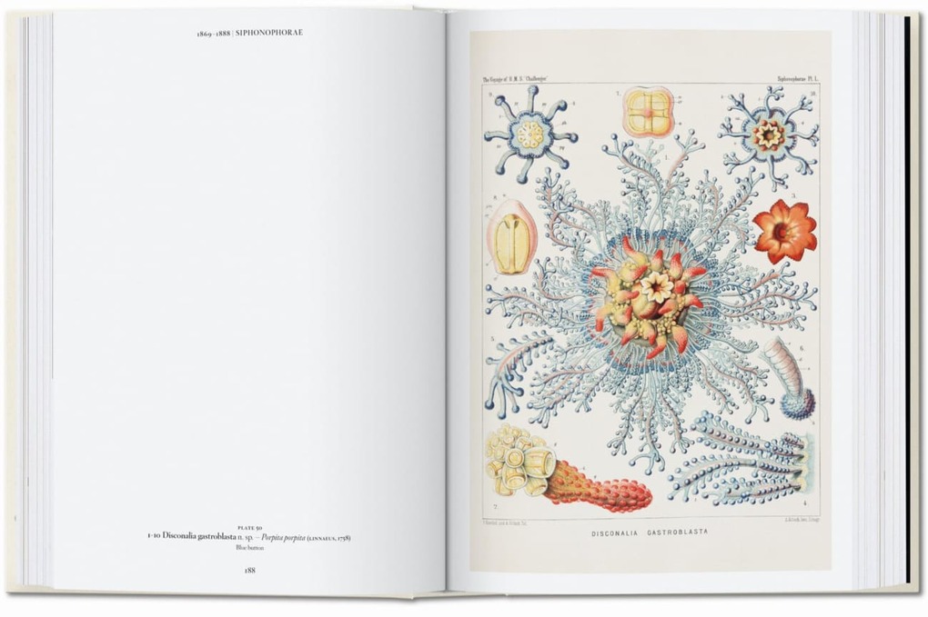 Weitere Ansicht: Ernst Haeckel | Rainer Willmann, Julia Voss