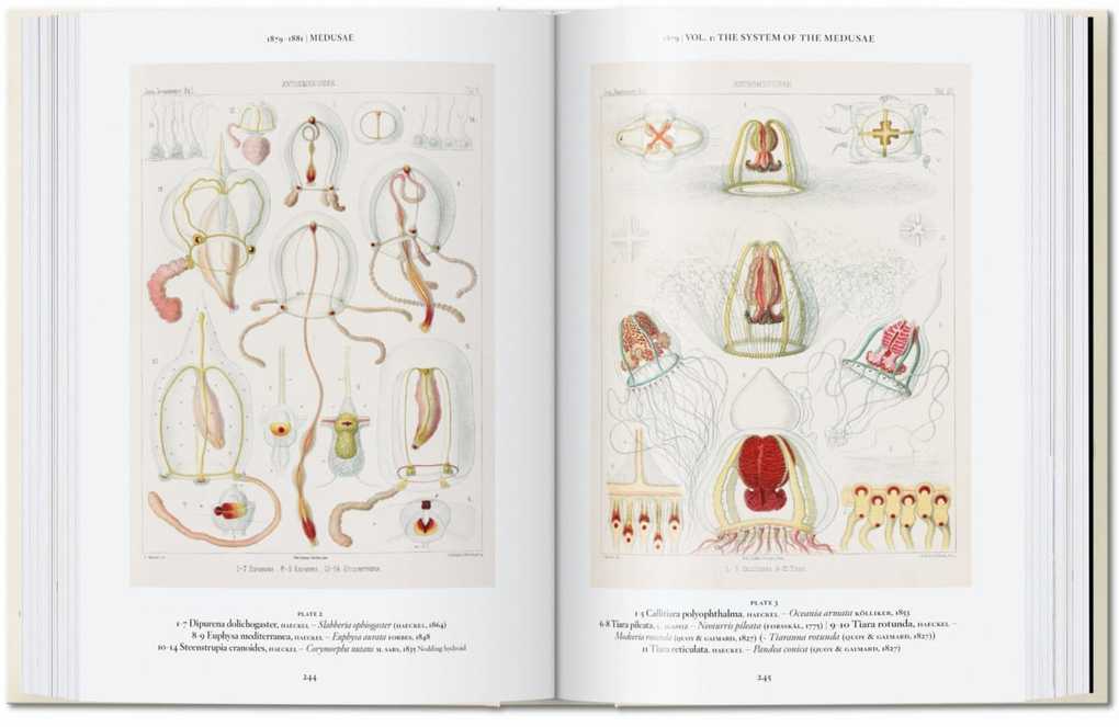 Weitere Ansicht: Ernst Haeckel | Rainer Willmann, Julia Voss