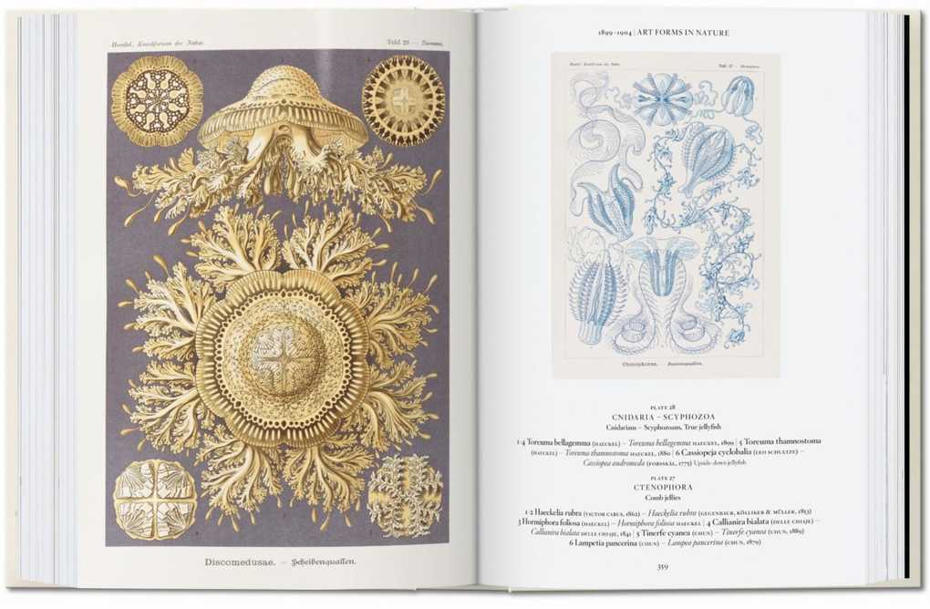 Weitere Ansicht: Ernst Haeckel | Rainer Willmann, Julia Voss