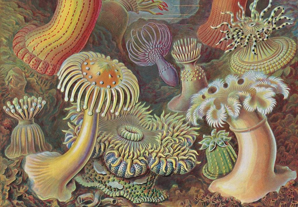 Weitere Ansicht: Ernst Haeckel | Rainer Willmann, Julia Voss
