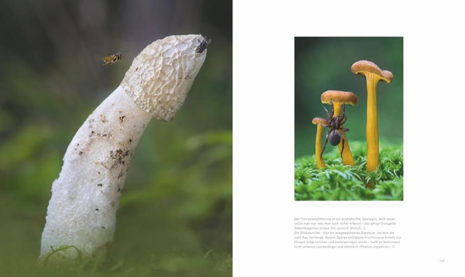 Weitere Ansicht: Verborgene Wildnis Bayern | Ferry Böhme