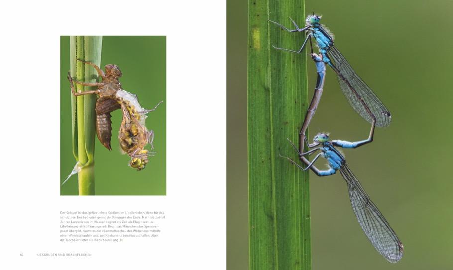Weitere Ansicht: Verborgene Wildnis Bayern | Ferry Böhme