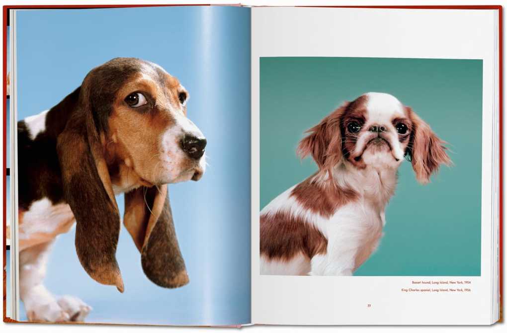 Weitere Ansicht: Walter Chandoha. Dogs. Photographs 1941-1991