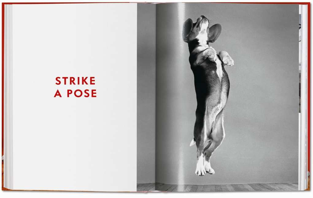 Weitere Ansicht: Walter Chandoha. Dogs. Photographs 1941-1991