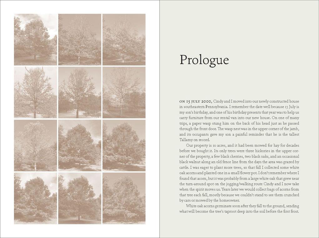 Weitere Ansicht: The Nature of Oaks | Douglas W. Tallamy