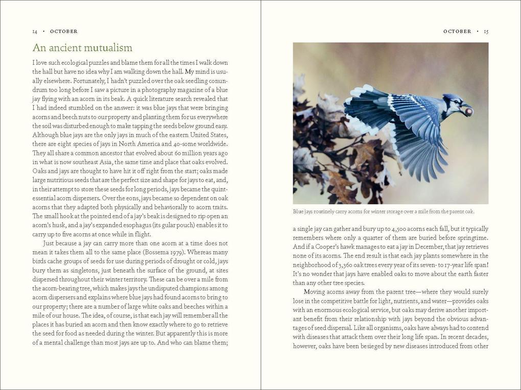Weitere Ansicht: The Nature of Oaks | Douglas W. Tallamy