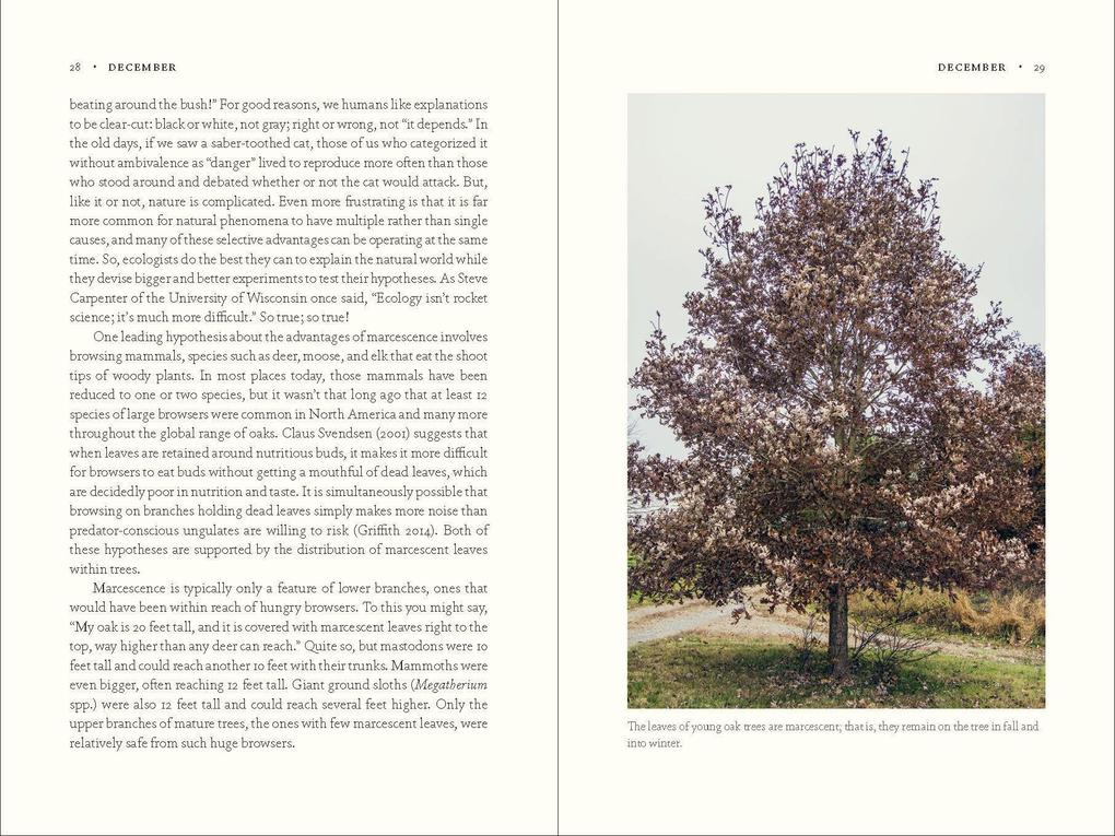 Weitere Ansicht: The Nature of Oaks | Douglas W. Tallamy