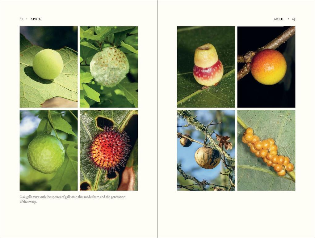 Weitere Ansicht: The Nature of Oaks | Douglas W. Tallamy