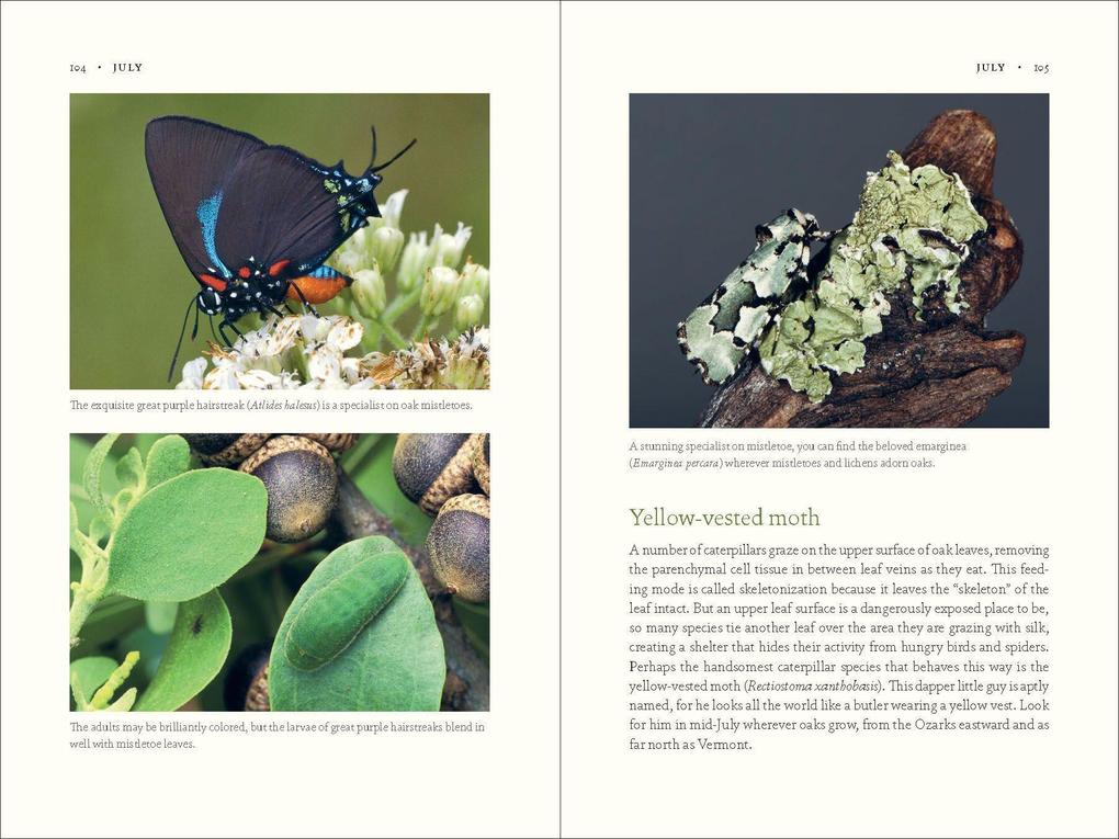 Weitere Ansicht: The Nature of Oaks | Douglas W. Tallamy