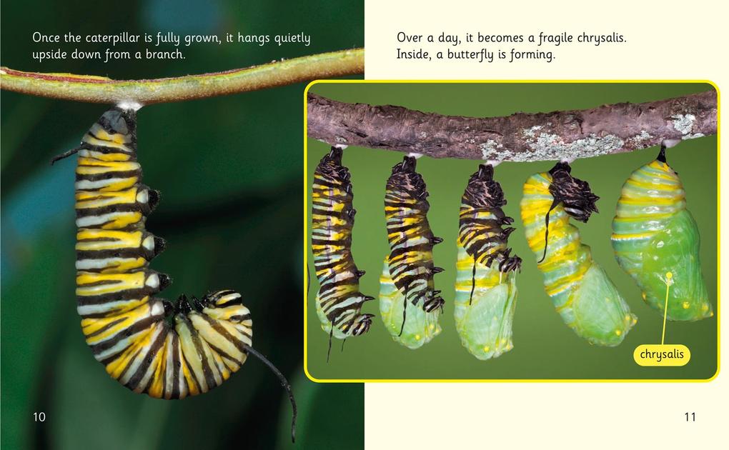 Weitere Ansicht: The Incredible Lives of Monarch Butterflies | Hawys Morgan