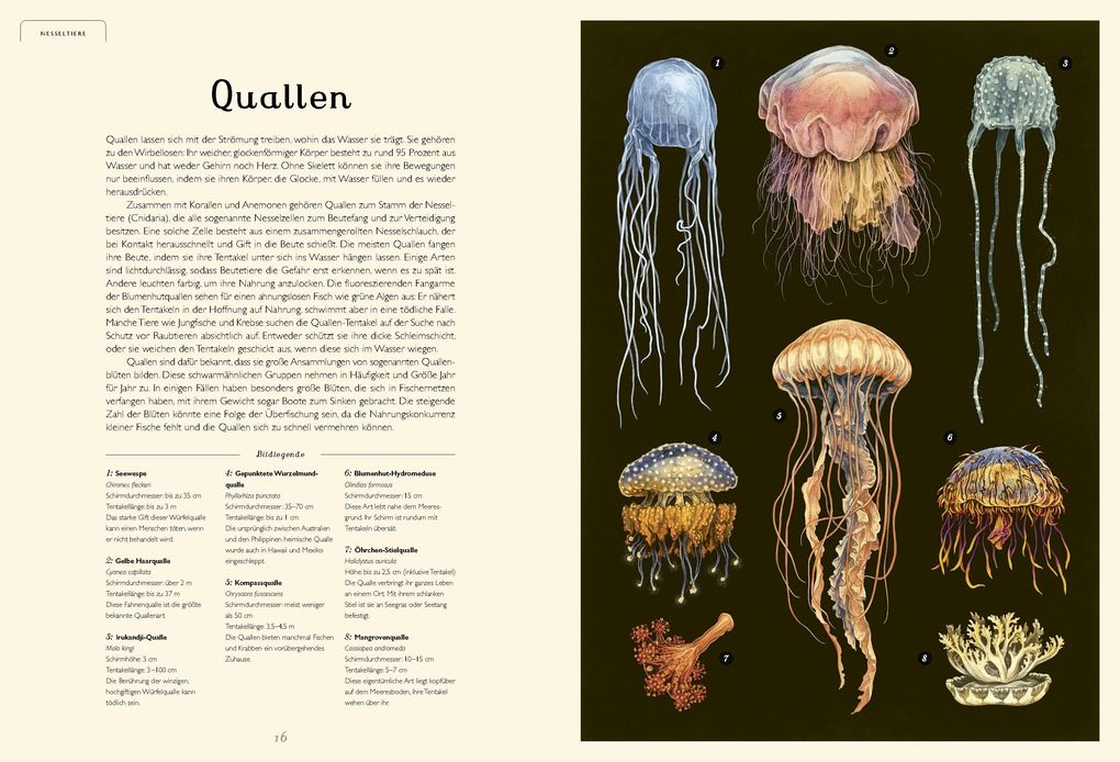 Weitere Ansicht: Das Museum des Meeres | Loveday Trinick, Teagan White