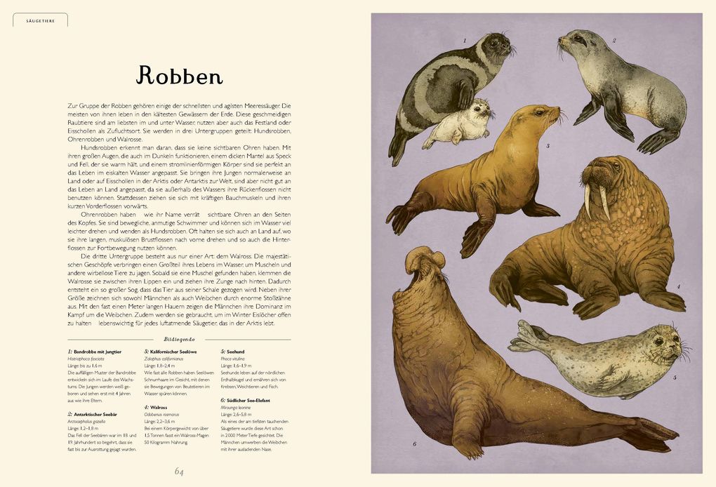 Weitere Ansicht: Das Museum des Meeres | Loveday Trinick, Teagan White