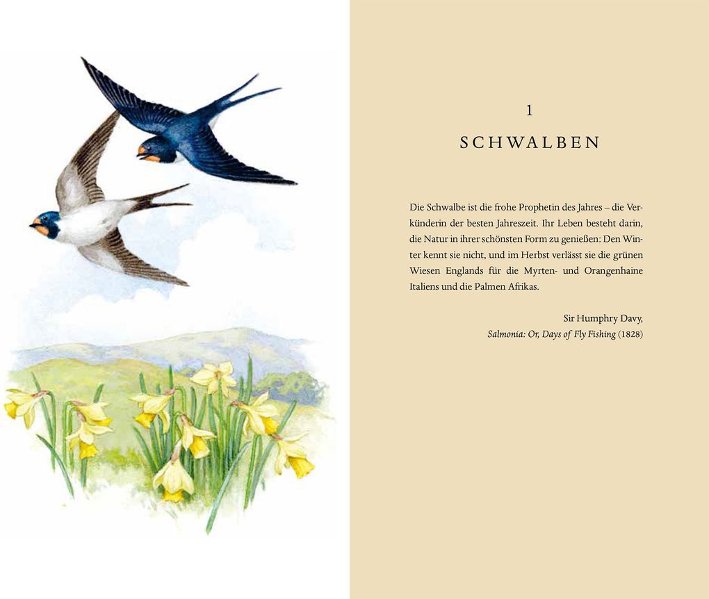 Weitere Ansicht: Über die Schwalbe | Stephen Moss
