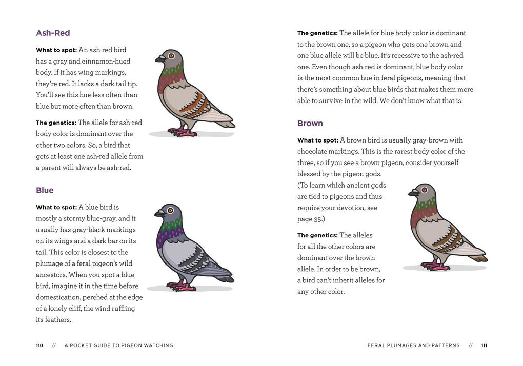 Weitere Ansicht: A Pocket Guide to Pigeon Watching | Rosemary Mosco