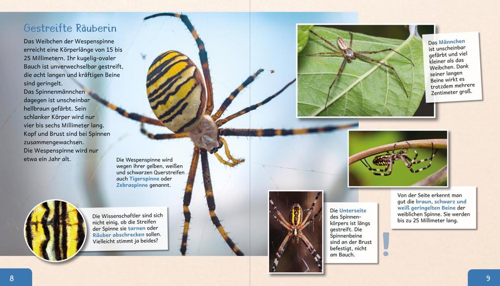 Weitere Ansicht: Meine große Tierbibliothek: Die Spinne | Jens Poschadel