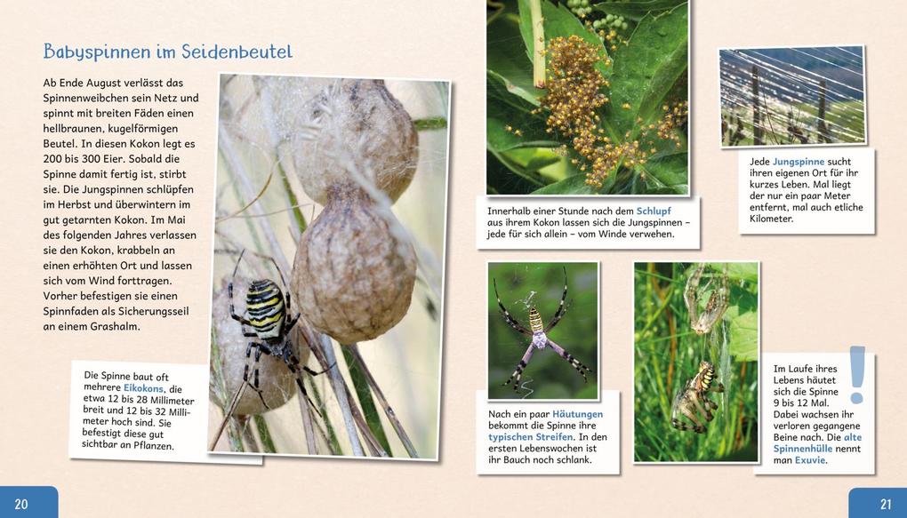 Weitere Ansicht: Meine große Tierbibliothek: Die Spinne | Jens Poschadel