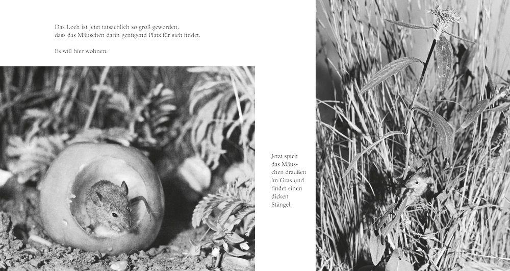 Weitere Ansicht: Das Apfelmäuschen (Pappbilderbuch) | Mathilde Reich, Ulrich Thomas