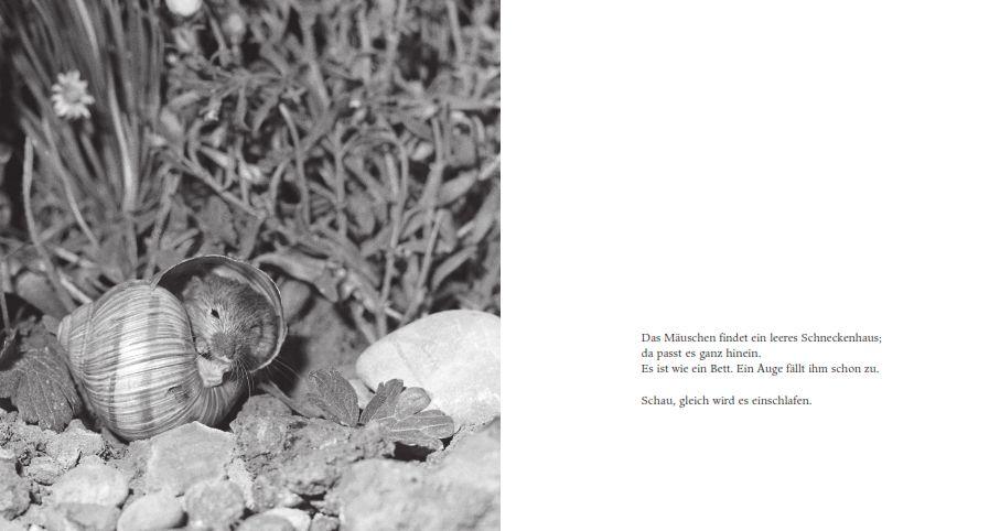 Weitere Ansicht: Das Apfelmäuschen (Pappbilderbuch) | Mathilde Reich, Ulrich Thomas