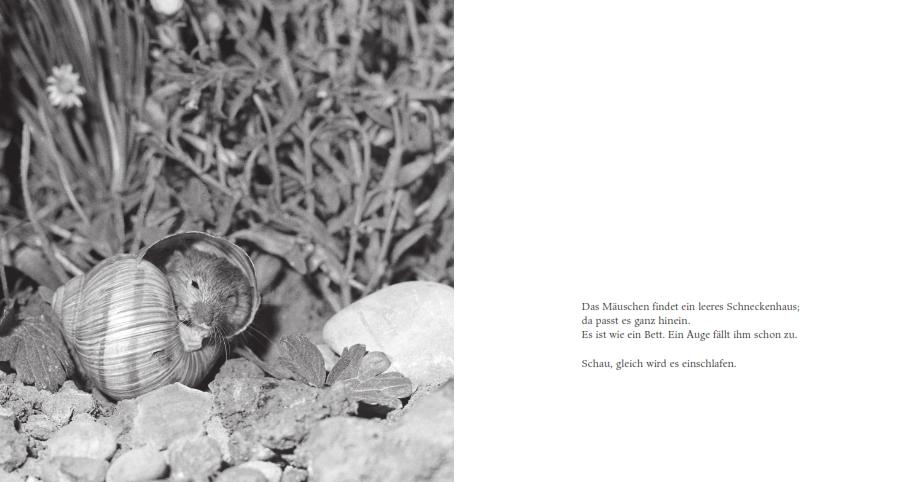 Weitere Ansicht: Das Apfelmäuschen (Pappbilderbuch) | Mathilde Reich, Ulrich Thomas