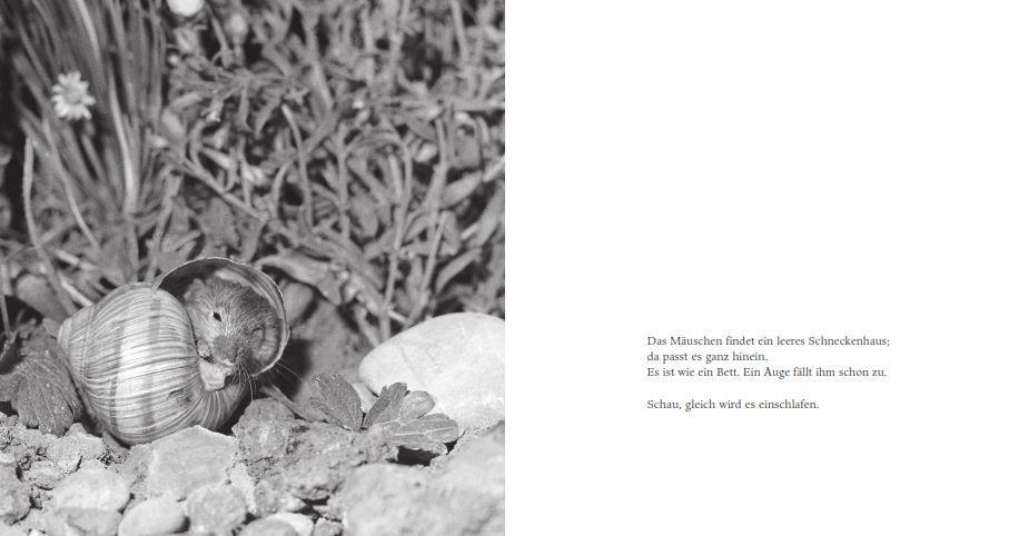 Weitere Ansicht: Das Apfelmäuschen (Pappbilderbuch) | Mathilde Reich, Ulrich Thomas