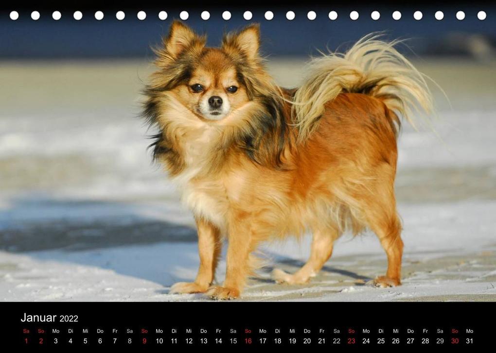 Weitere Ansicht: Chihuahua - Kleine Hunde ganz groß (Tischkalender 2022 DIN A5 quer) | Sigrid Starick