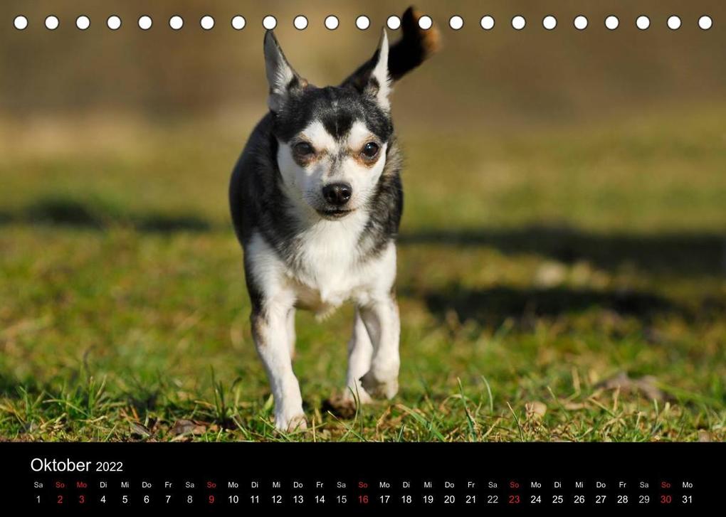 Weitere Ansicht: Chihuahua - Kleine Hunde ganz groß (Tischkalender 2022 DIN A5 quer) | Sigrid Starick