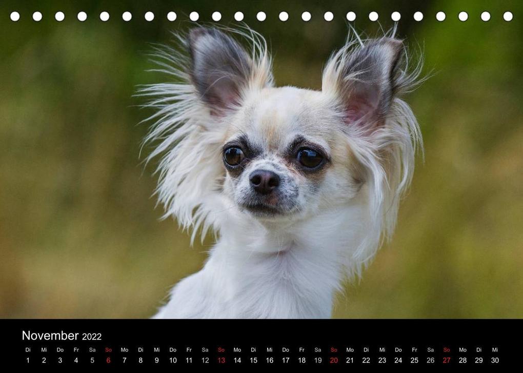 Weitere Ansicht: Chihuahua - Kleine Hunde ganz groß (Tischkalender 2022 DIN A5 quer) | Sigrid Starick