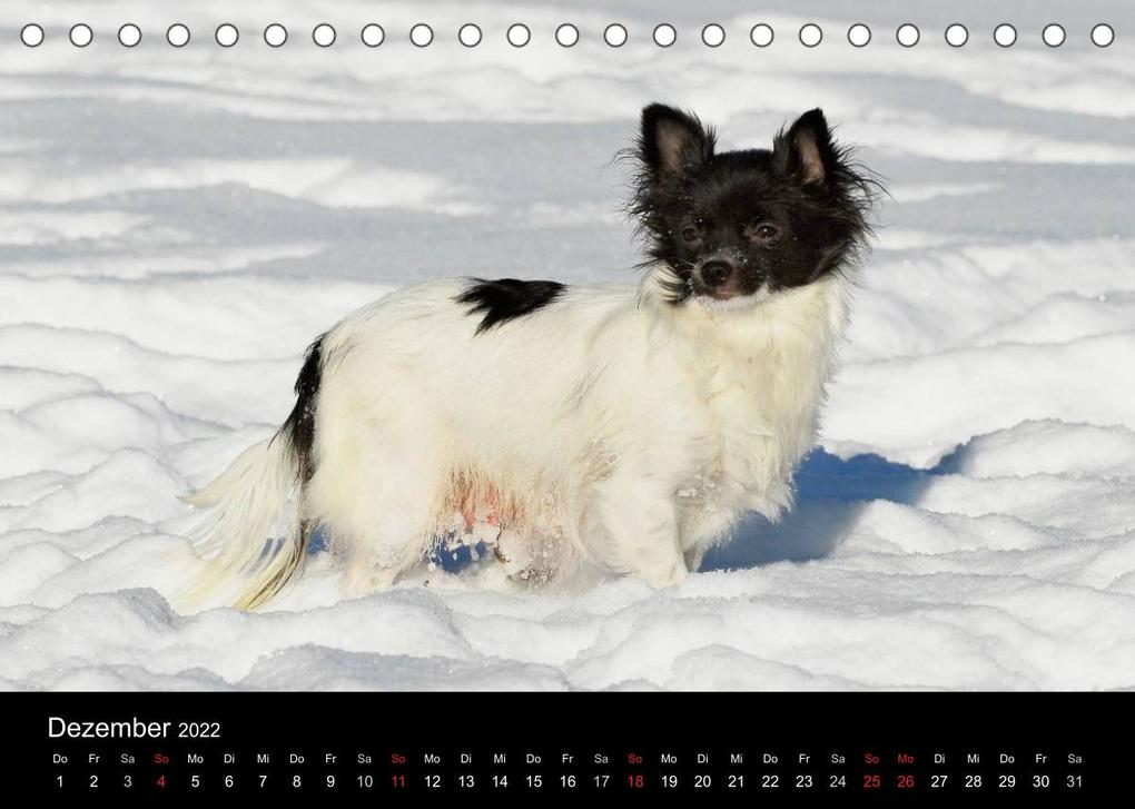 Weitere Ansicht: Chihuahua - Kleine Hunde ganz groß (Tischkalender 2022 DIN A5 quer) | Sigrid Starick