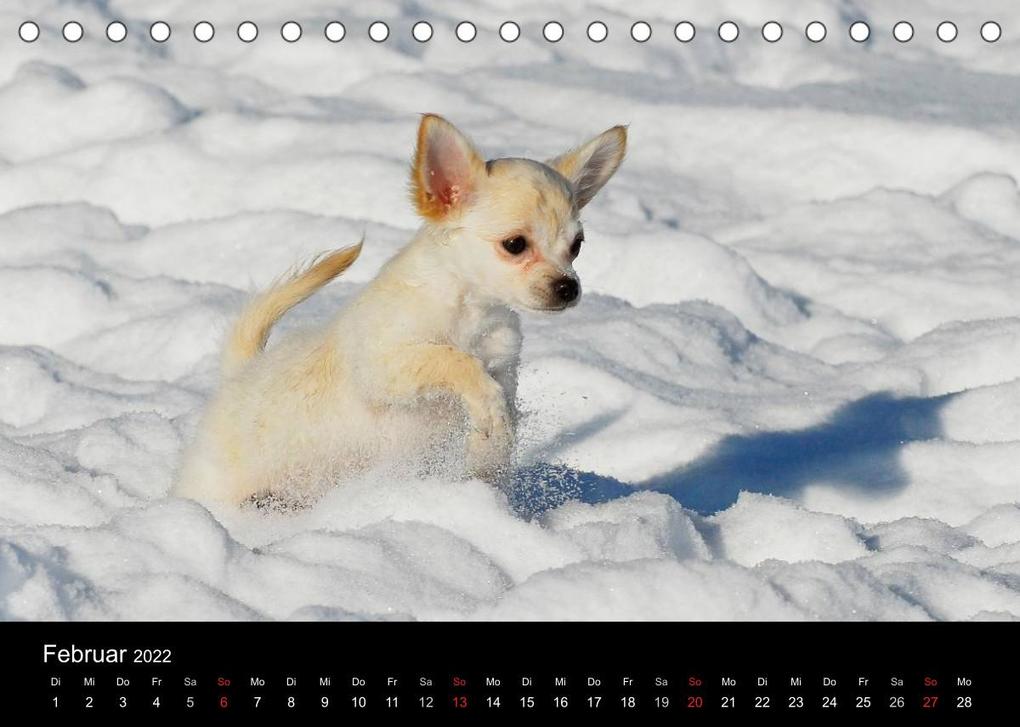 Weitere Ansicht: Chihuahua - Kleine Hunde ganz groß (Tischkalender 2022 DIN A5 quer) | Sigrid Starick