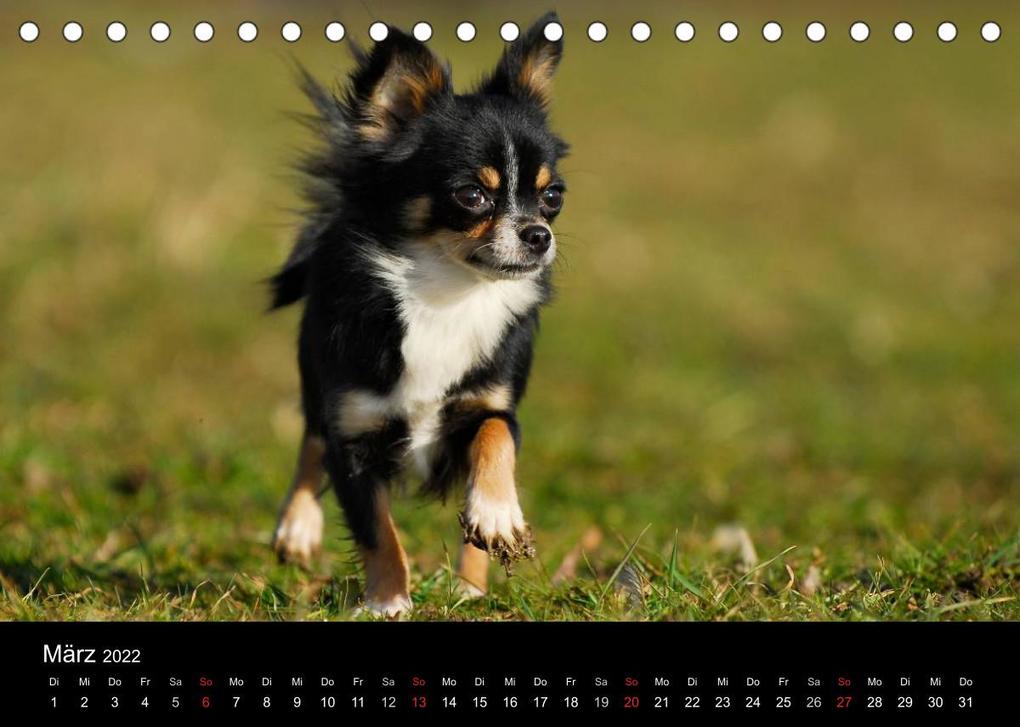 Weitere Ansicht: Chihuahua - Kleine Hunde ganz groß (Tischkalender 2022 DIN A5 quer) | Sigrid Starick